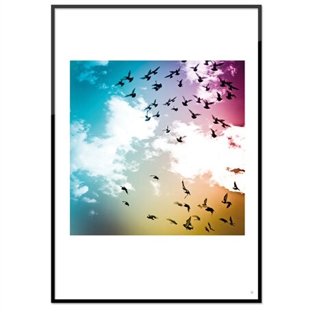 Poster - Flygande fåglar