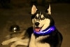 Hundhalsband med LED-belysning, Rosa